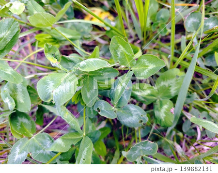 Red Clover Growing in a Sunny Field During Spring Near a Rural Area 139882131