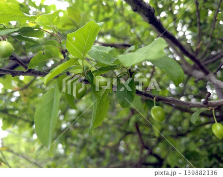 Green Fruits of Cherry Plum Tree Growing on Branch in Spring Season 139882136