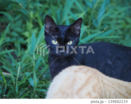 母猫に寄り添い甘える可愛い野良猫の子猫 139882214