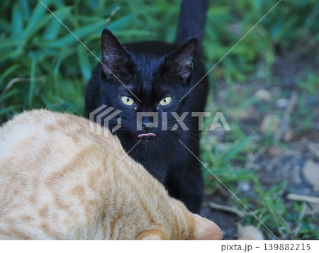母猫に寄り添い甘える可愛い野良猫の子猫 母猫に寄り添い甘える可愛い野良猫の子猫 139882215