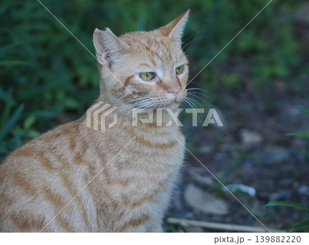 母猫に寄り添い甘える可愛い野良猫の子猫 母猫に寄り添い甘える可愛い野良猫の子猫 139882220