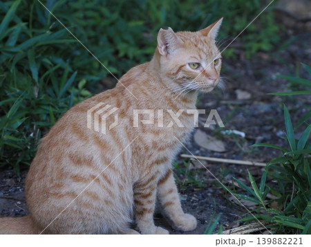 母猫に寄り添い甘える可愛い野良猫の子猫 母猫に寄り添い甘える可愛い野良猫の子猫 139882221