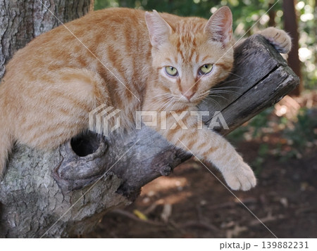 母猫に寄り添い甘える可愛い野良猫の子猫 139882231