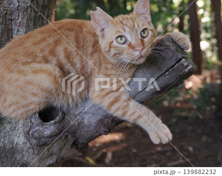 母猫に寄り添い甘える可愛い野良猫の子猫 139882232