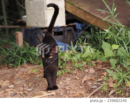 母猫に寄り添い甘える可愛い野良猫の子猫 母猫に寄り添い甘える可愛い野良猫の子猫 139882240