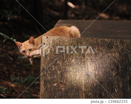 母猫に寄り添い甘える可愛い野良猫の子猫 母猫に寄り添い甘える可愛い野良猫の子猫 139882255