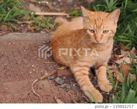 母猫に寄り添い甘える可愛い野良猫の子猫 母猫に寄り添い甘える可愛い野良猫の子猫 139882257