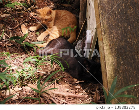 母猫に寄り添い甘える可愛い野良猫の子猫 139882279