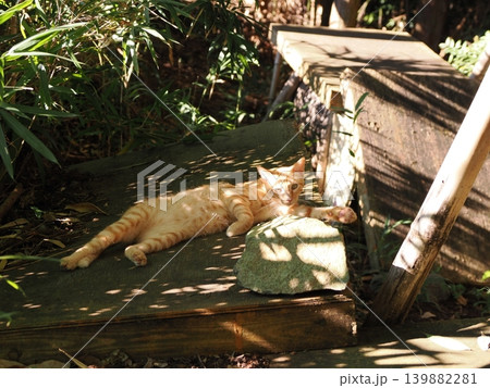 母猫に寄り添い甘える可愛い野良猫の子猫 139882281