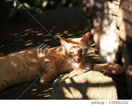 母猫に寄り添い甘える可愛い野良猫の子猫 139882282