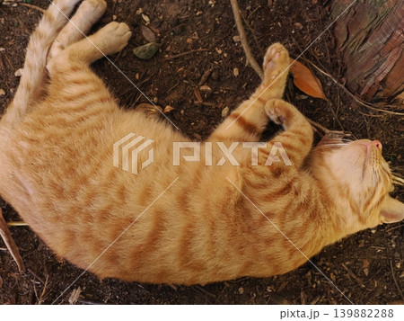 母猫に寄り添い甘える可愛い野良猫の子猫 母猫に寄り添い甘える可愛い野良猫の子猫 139882288