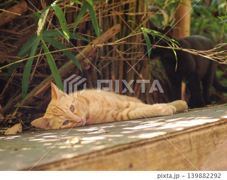 母猫に寄り添い甘える可愛い野良猫の子猫 母猫に寄り添い甘える可愛い野良猫の子猫 139882292