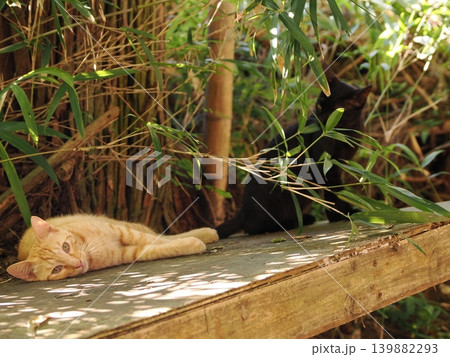 母猫に寄り添い甘える可愛い野良猫の子猫 139882293