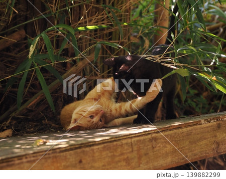 母猫に寄り添い甘える可愛い野良猫の子猫 139882299