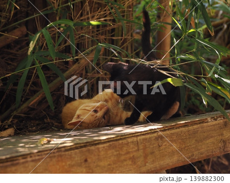母猫に寄り添い甘える可愛い野良猫の子猫 139882300