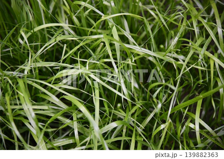 Tranquil fresh grass for growth and water concept mother nature. Copy space for text. Tranquil fresh grass for growth and water concept mother nature. Copy space for text. 139882363
