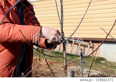 A breeder ties a cutting of a new variety of cherry tree to a branch 139882371