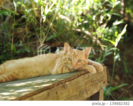 木陰で休む可愛い子猫 木陰で休む可愛い子猫 139882382