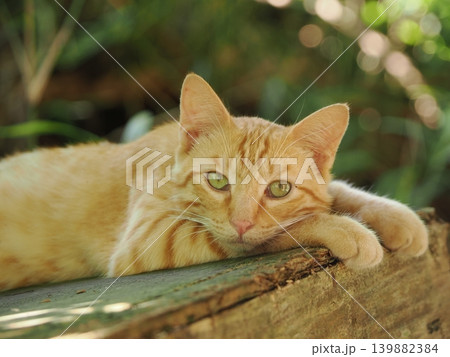 木陰で休む可愛い子猫 木陰で休む可愛い子猫 139882384