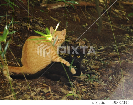 木陰で休む可愛い子猫 木陰で休む可愛い子猫 139882390