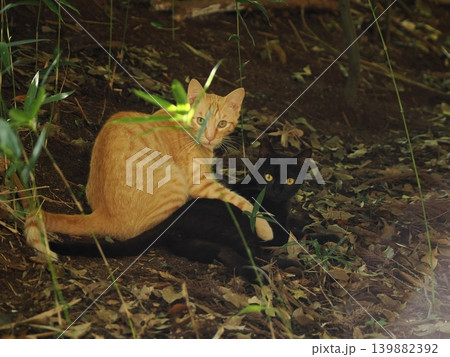 木陰で休む可愛い子猫 木陰で休む可愛い子猫 139882392