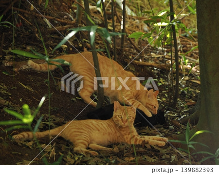 木陰で休む可愛い子猫 木陰で休む可愛い子猫 139882393