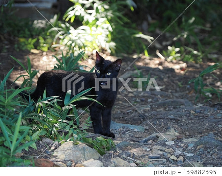 木陰で休む可愛い子猫 木陰で休む可愛い子猫 139882395