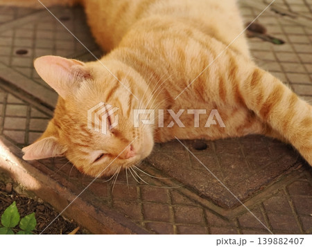 少し冷たい鉄の上で寝る可愛い子猫 少し冷たい鉄の上で寝る可愛い子猫 139882407