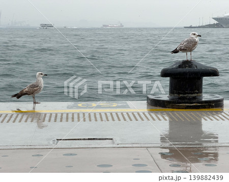 Seagulls stand on wet Galata Port waterfront, rainy weather, Bosphorus water, ships, reflective pavement in overcast atmosphere. Coastal tourism, maritime lifestyle, weather concept, travel 139882439