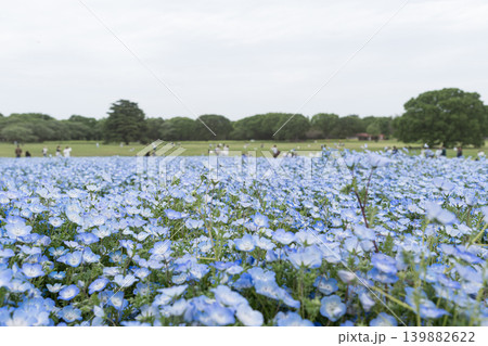 一面に咲く青いネモフィラの花 一面に咲く青いネモフィラの花 139882622