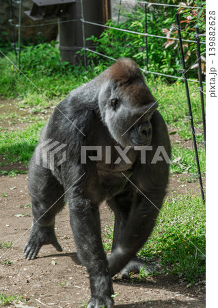 歩くマウンテンゴリラ 歩くマウンテンゴリラ 139882628