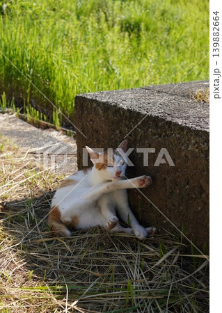 少しでも涼しい場所で寝る可愛い猫たち 少しでも涼しい場所で寝る可愛い猫たち 139882664