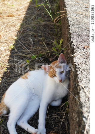 少しでも涼しい場所で寝る可愛い猫たち 少しでも涼しい場所で寝る可愛い猫たち 139882665