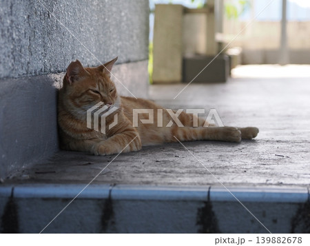 少しでも涼しい場所で寝る可愛い猫たち 少しでも涼しい場所で寝る可愛い猫たち 139882678