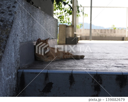 少しでも涼しい場所で寝る可愛い猫たち 少しでも涼しい場所で寝る可愛い猫たち 139882679