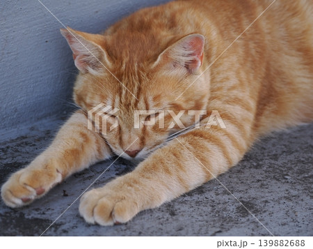 少しでも涼しい場所で寝る可愛い猫たち 少しでも涼しい場所で寝る可愛い猫たち 139882688