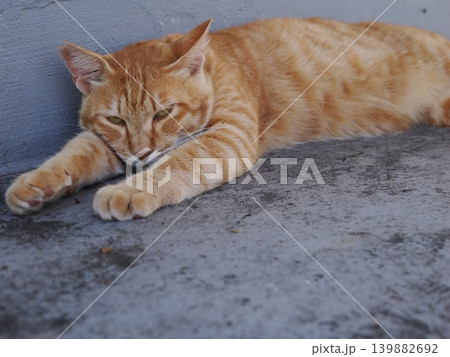 少しでも涼しい場所で寝る可愛い猫たち 少しでも涼しい場所で寝る可愛い猫たち 139882692