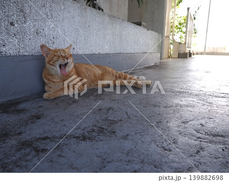 少しでも涼しい場所で寝る可愛い猫たち 少しでも涼しい場所で寝る可愛い猫たち 139882698