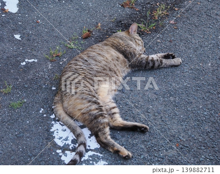 少しでも涼しい場所で寝る可愛い猫たち 139882711