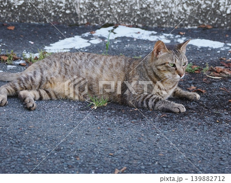少しでも涼しい場所で寝る可愛い猫たち 139882712