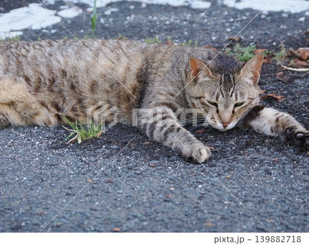 少しでも涼しい場所で寝る可愛い猫たち 少しでも涼しい場所で寝る可愛い猫たち 139882718