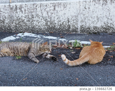 少しでも涼しい場所で寝る可愛い猫たち 少しでも涼しい場所で寝る可愛い猫たち 139882726