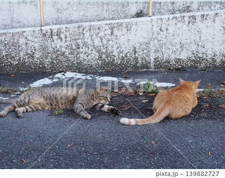少しでも涼しい場所で寝る可愛い猫たち 少しでも涼しい場所で寝る可愛い猫たち 139882727