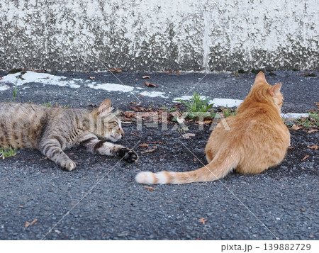 少しでも涼しい場所で寝る可愛い猫たち 少しでも涼しい場所で寝る可愛い猫たち 139882729