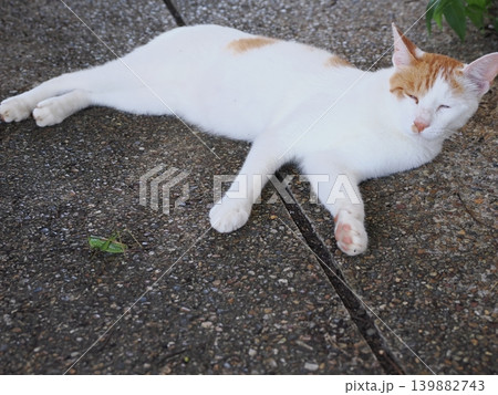 少しでも涼しい場所で寝る可愛い猫たち 139882743