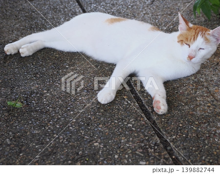 少しでも涼しい場所で寝る可愛い猫たち 139882744