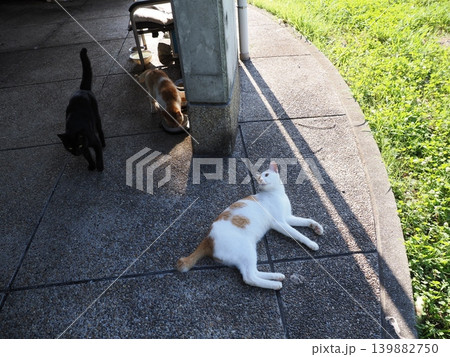 少しでも涼しい場所で寝る可愛い猫たち 少しでも涼しい場所で寝る可愛い猫たち 139882750