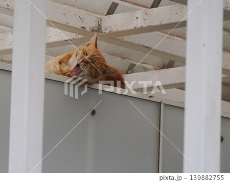 少しでも涼しい場所で寝る可愛い猫たち 少しでも涼しい場所で寝る可愛い猫たち 139882755