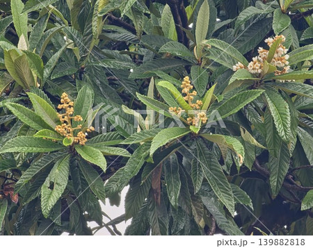 Wet leaves and blossoms of Eriobotrya japonica in Argentina garden landscape Wet leaves and blossoms of Eriobotrya japonica in Argentina garden landscape 139882818