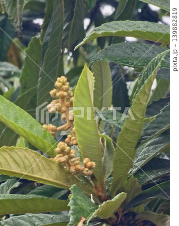 Eriobotrya japonica tree with flowers and buds in rainy weather conditions Eriobotrya japonica tree with flowers and buds in rainy weather conditions 139882819